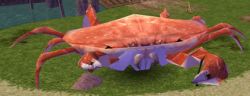 Thumbnail for File:Minya Giant Crab.jpg